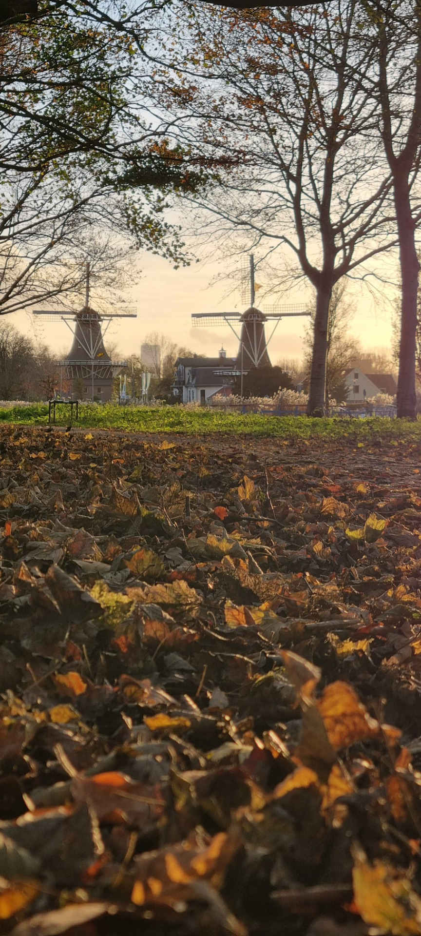 Autumn in Kralingse Bos