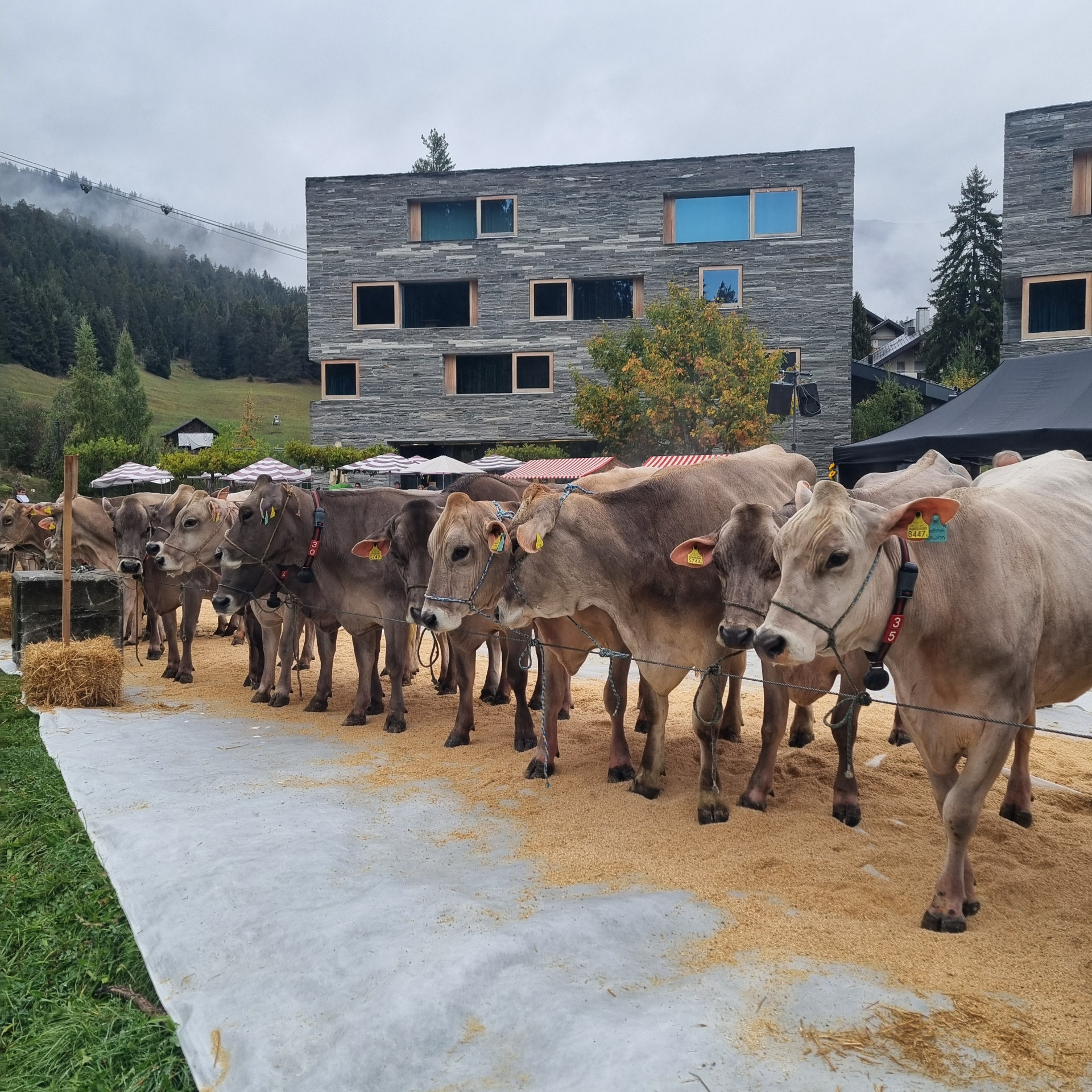 Cow beauty contest in Laax
